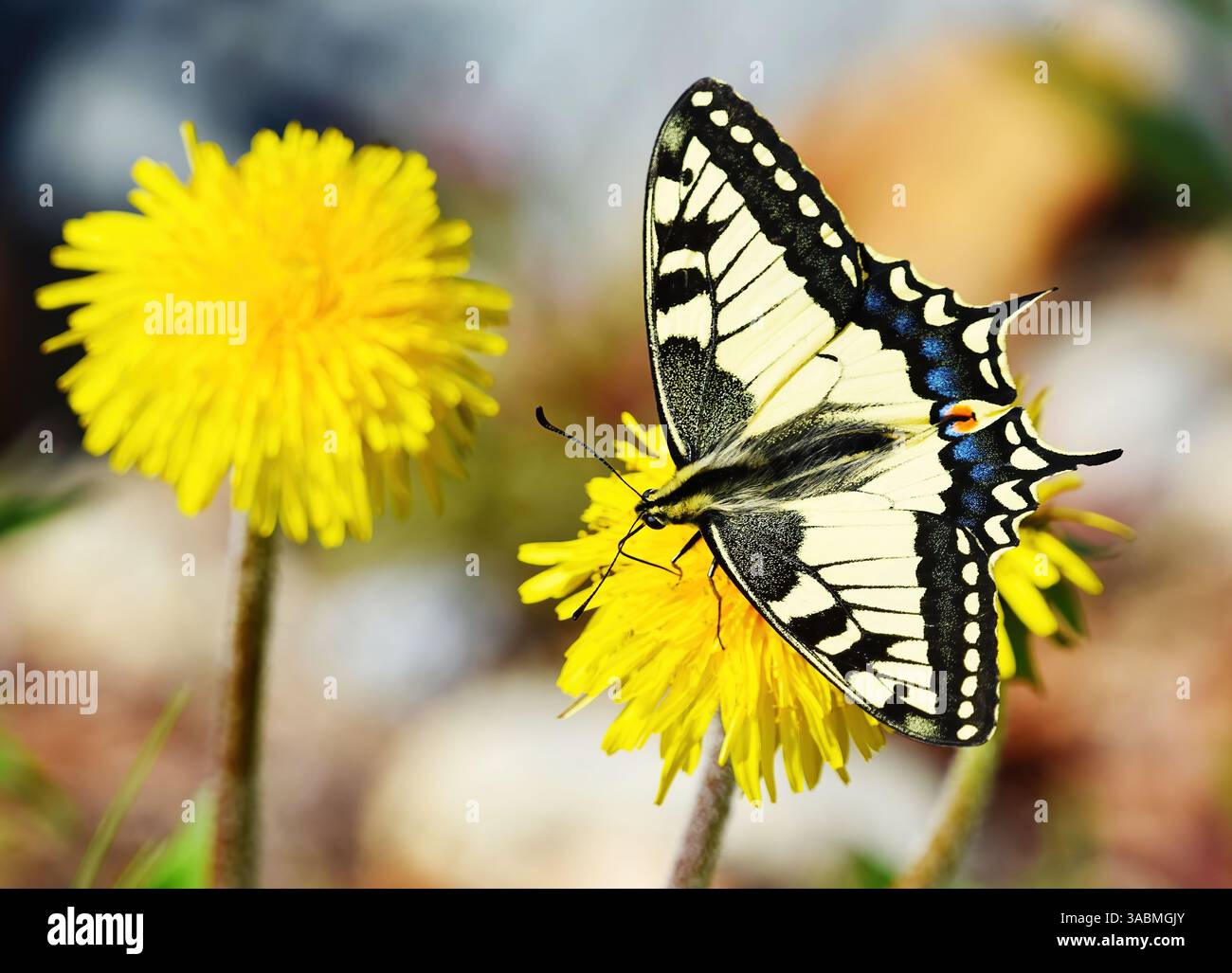 Coda di rondine del Vecchio mondo o coda di rondine gialla comune (Papilio machaon) che si nutre del dente di leone in primavera. Foto Stock