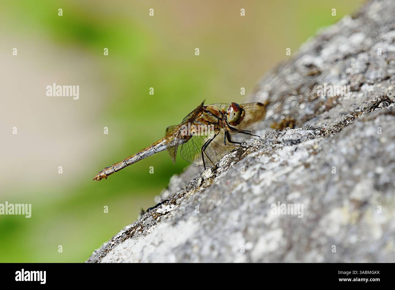 Vagante darter (Sympetrum vulgatum) dragonfly che riposa su una roccia a fine estate. Foto Stock