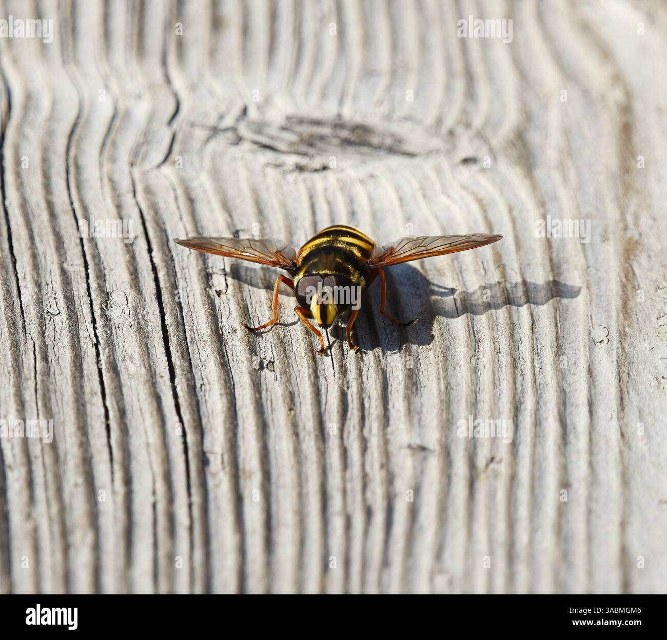 Sericomyia silentis una specie di hoverfly sul terreno. Foto Stock