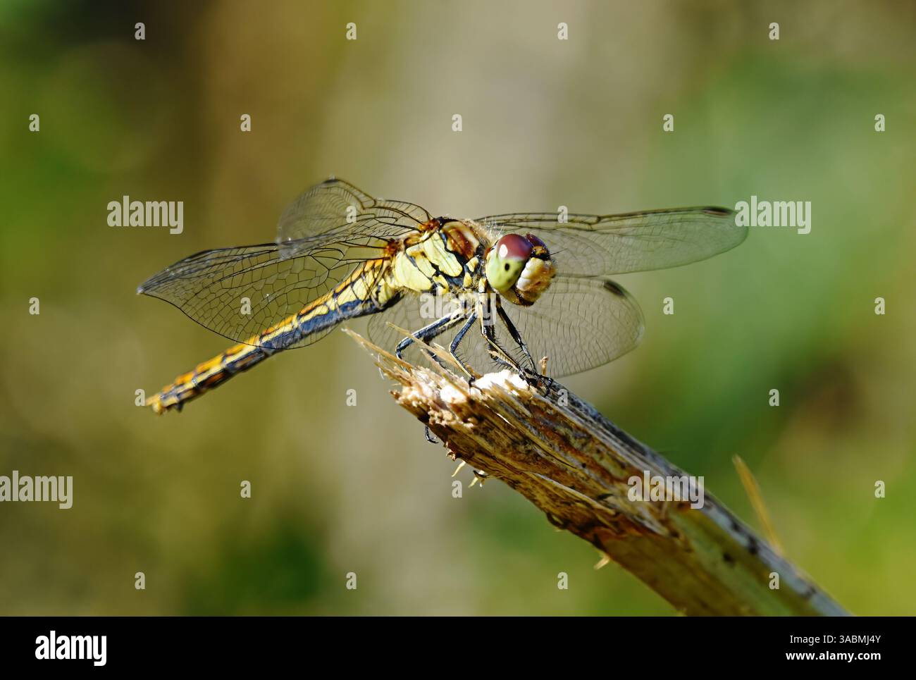 Common darter (Sympetrum striolatum) che riposa su un bastone a fine estate. Foto Stock