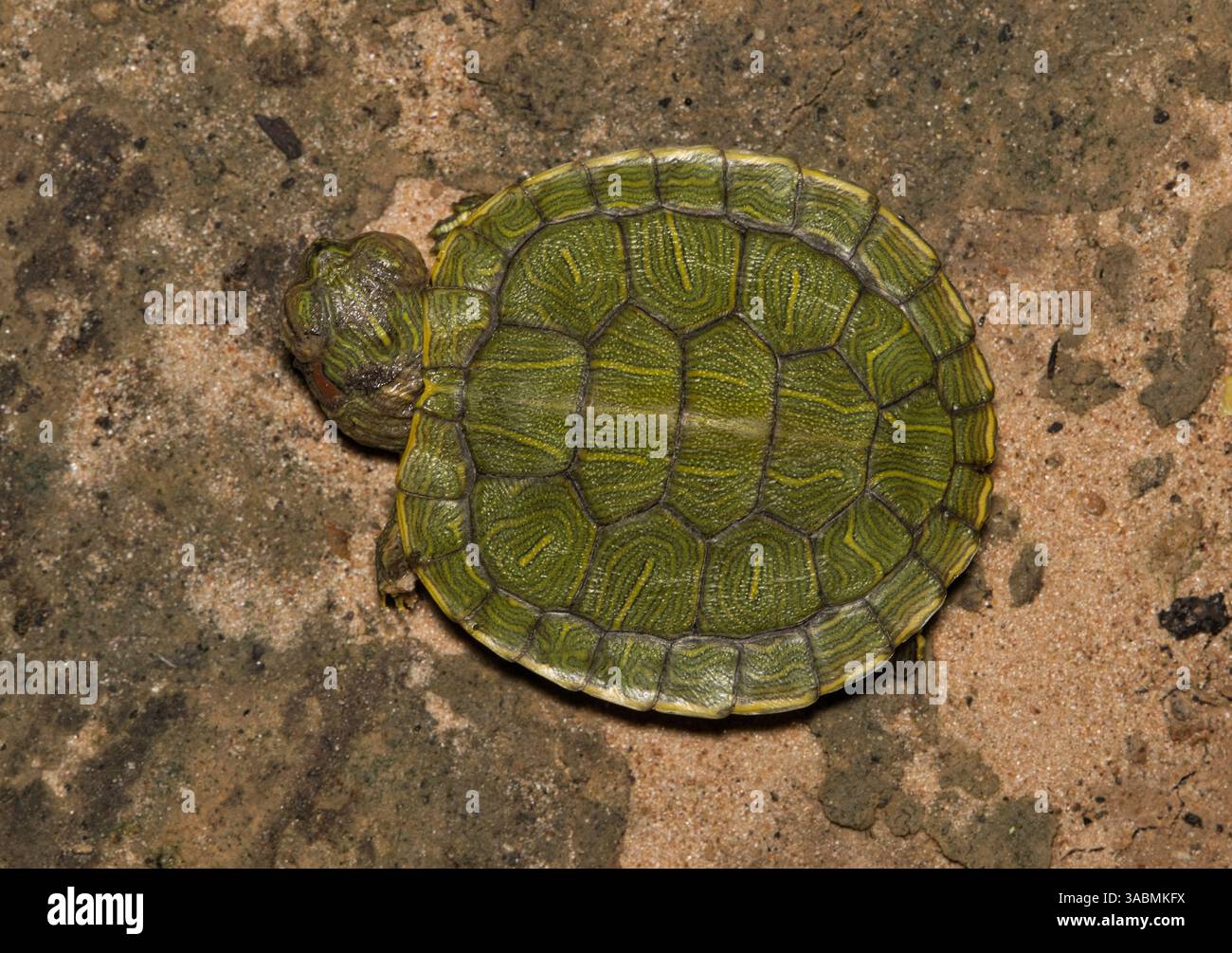 Baby tartaruga di rapina con orecchie rosse Trachemys scripta elega un guscio naturale. Foto Stock