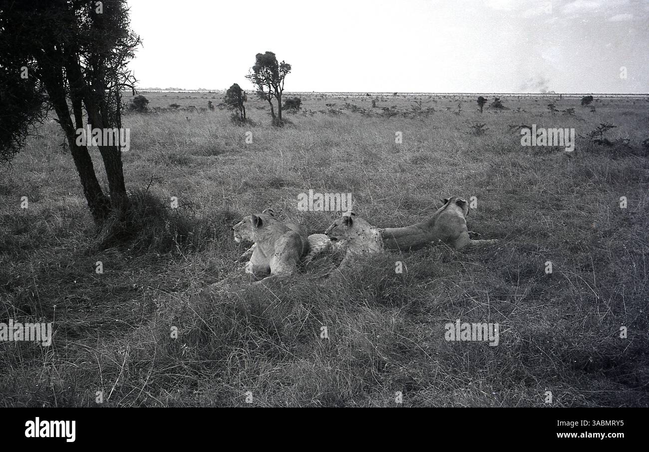 Anni '1960, storici, tre leoni che giacciono fuori in erba lunga nella savana keniota. Foto Stock