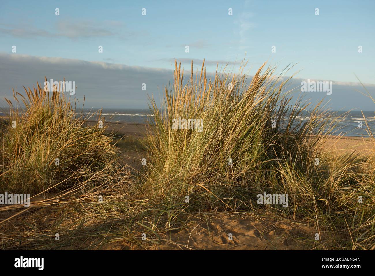 Spiaggia, erba, sabbia, cielo marino, nuvole Foto Stock