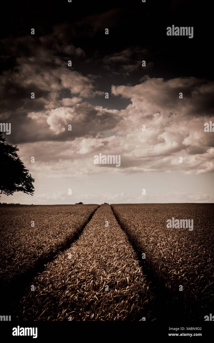 Il raccolto autunnale del grano è al primo posto nei cieli tempestosi Foto Stock