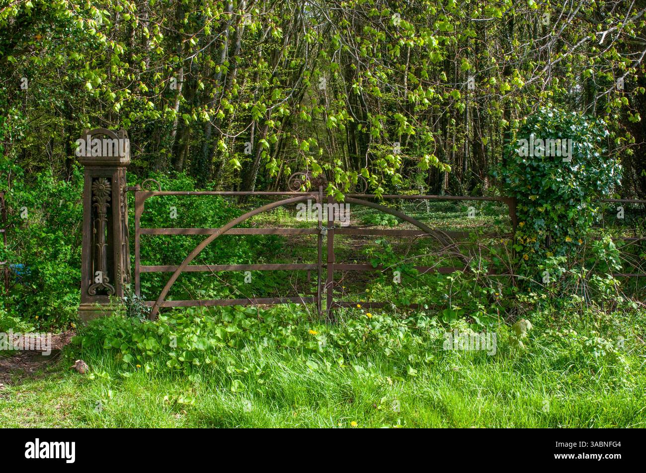 Cancello in ferro battuto con lucchetto e incatenato nella contea di Carlow, Irlanda. Foto Stock