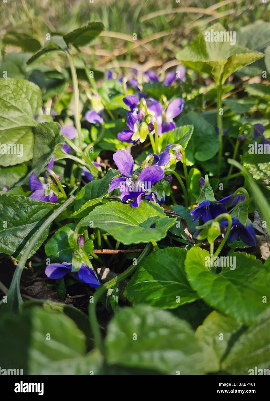 Fiori di legno violetto (Viola odorata) specie di Violaceae che fioriscono nella foresta all'inizio della primavera - Immagine stock catturata con smartphone