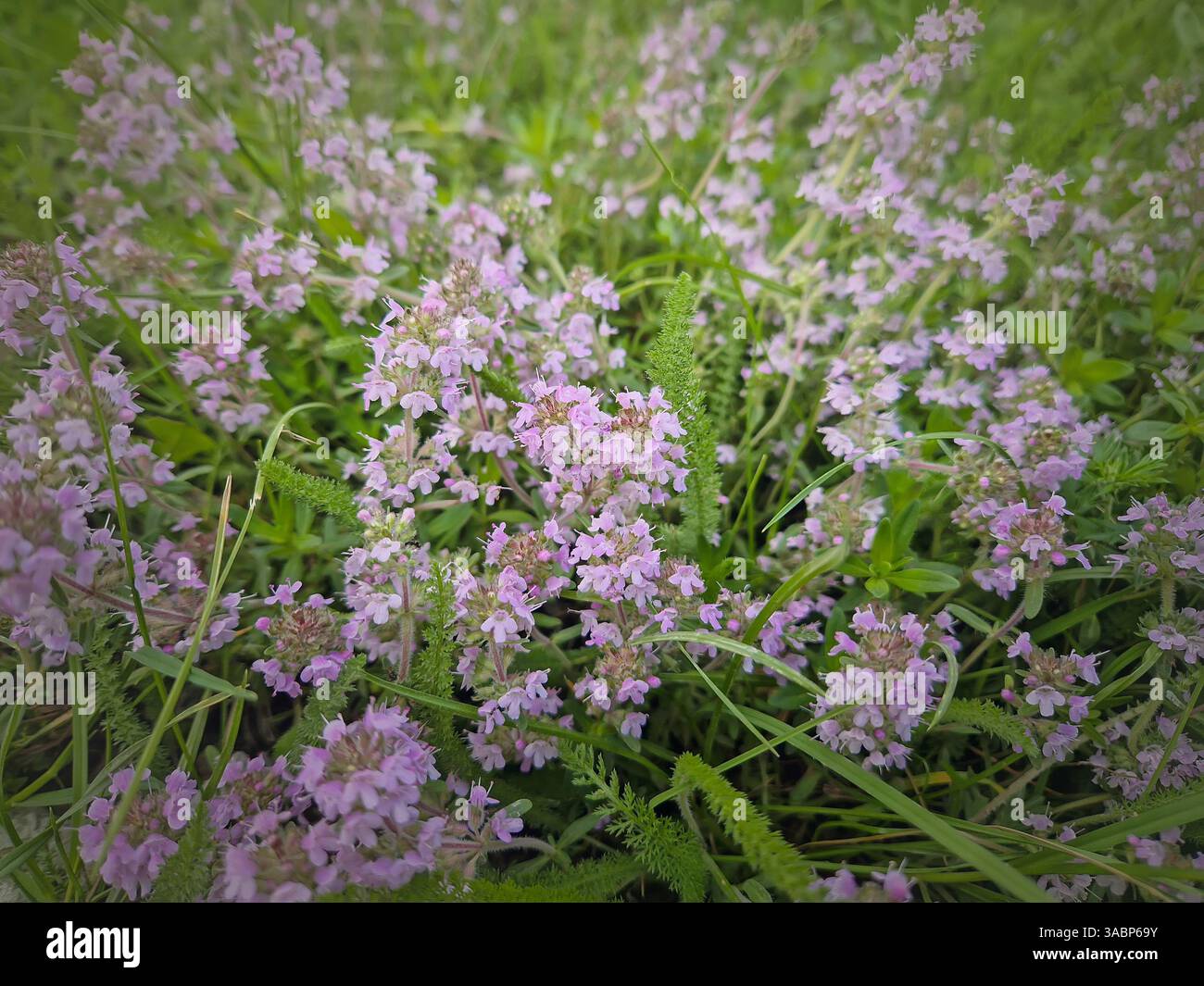 Fioritura selvaggia di timo con fiori rosa. Pianta di timo Serpyllum - Immagine stock catturata con smartphone