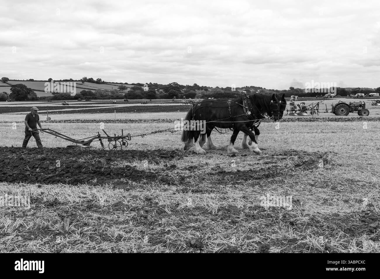 Haselbury Plucknet.Somerset.Regno Unito. 17 agosto 2024.Un aratro a trazione di cavallo viene utilizzato durante un evento agricolo di Yesterdays Foto Stock