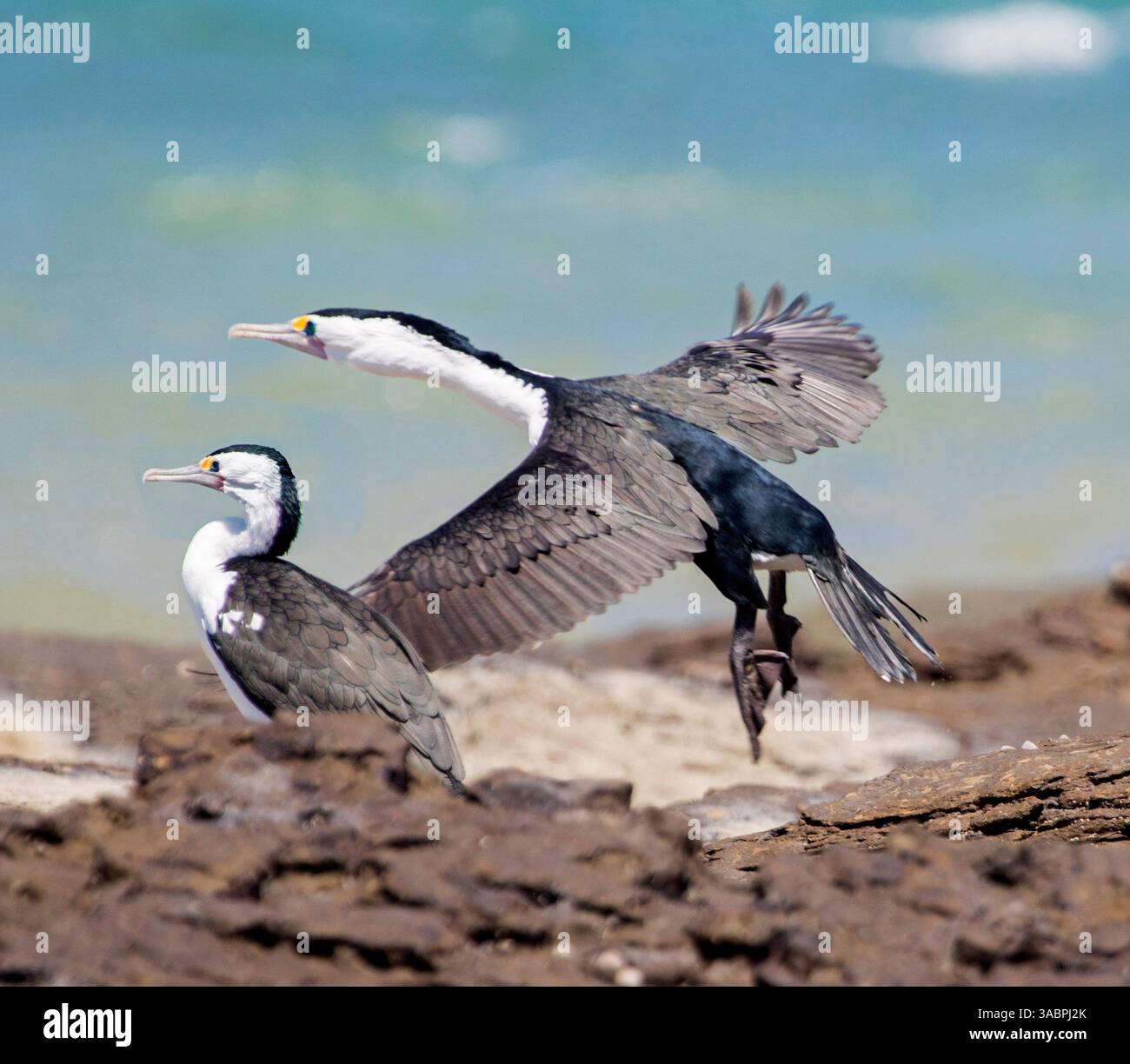 Due cormorani pied, uno in volo contro il cielo blu e uno sulle rocce accanto all'oceano in Australia Foto Stock