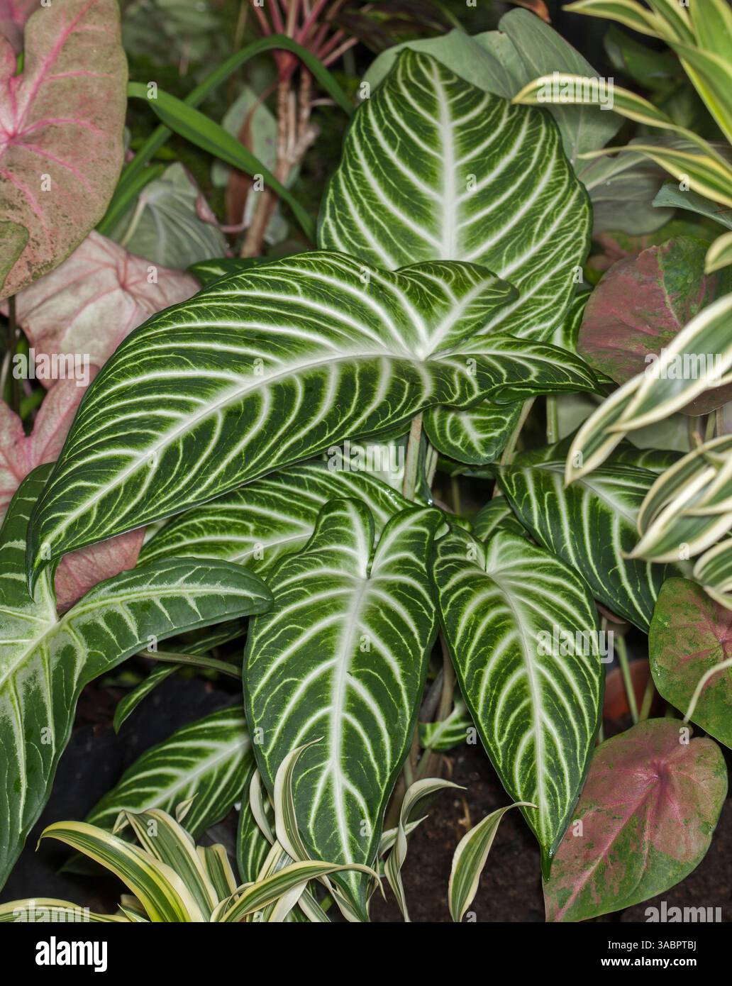 Caladium lindenii, spettacolare vegetazione al coperto con grandi foglie verdi con caratteristiche vene bianche Foto Stock