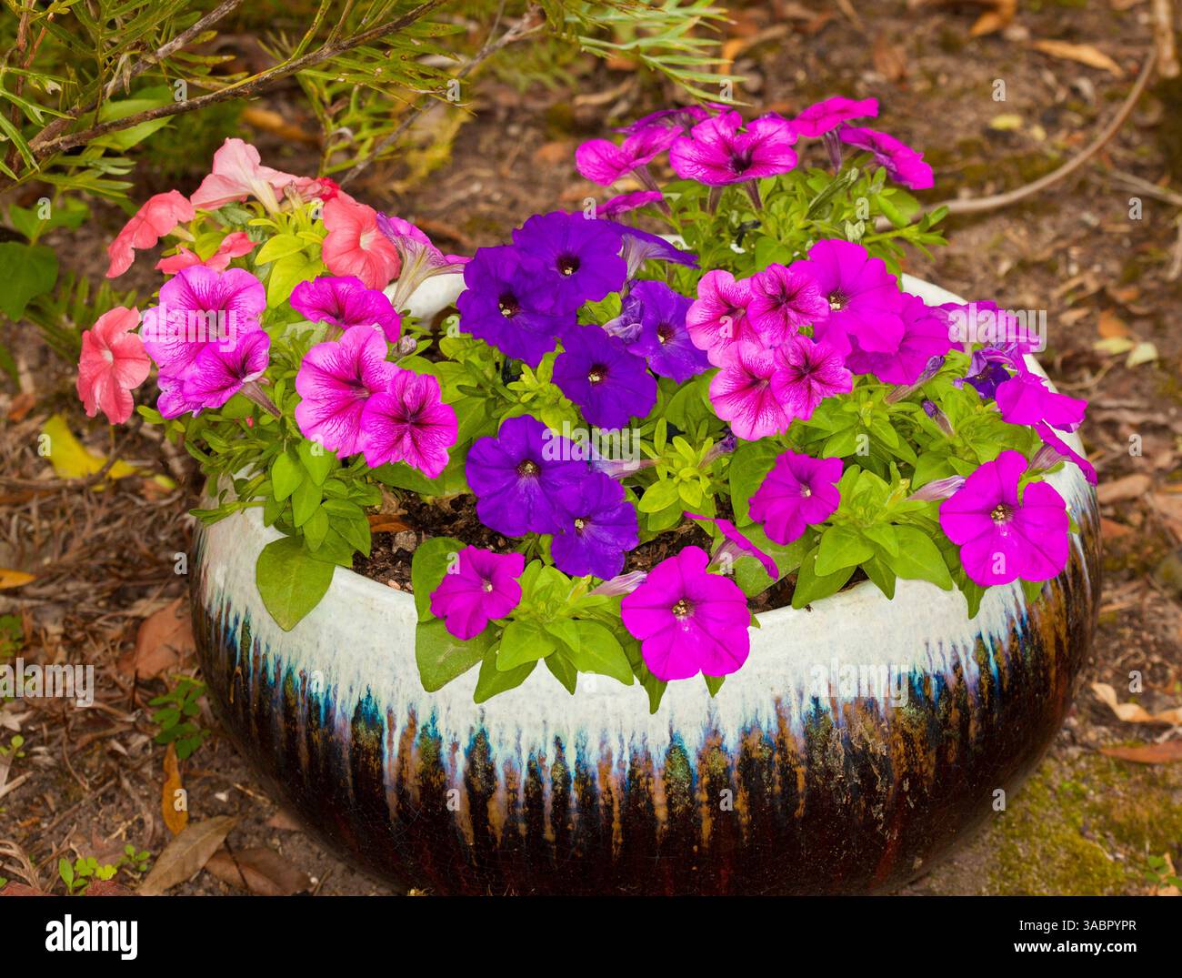 Massa di fiori rossi, rosa e viola di petuniua, specie annuali, che crescono in contenitore decorativo marrone e bianco - in Australia Foto Stock