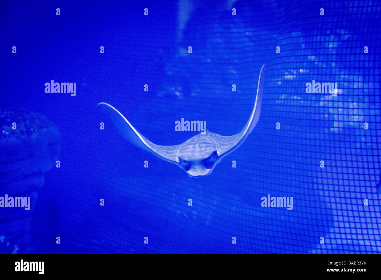 stingray, in un acquario, Dasyatis Pastinaca Myliobatoidei, in cattività Foto Stock