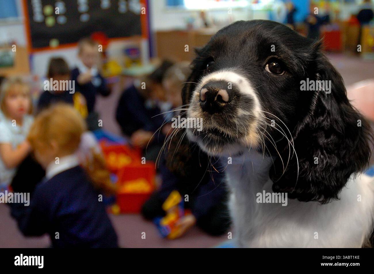 11 ottobre 2007 - Birmingham, West Midlands, Regno Unito - gli alunni delle scuole primarie seguono l'esempio di un cucciolo di un nuovo insegnante, poiché è stato introdotto un nuovo personaggio per aiutarli a imparare, sotto forma di cucciolo giocoso. Springer Spaniel Betty si siede a prendere lezioni alla Rough Hay Primary School, Darlaston, e invece di distrarre i bambini gli insegnanti dicono che li calma davvero. Affermano che ha insegnato ai giovani ad essere più premurosi e aiuta anche gli studenti autistici della scuola a comunicare meglio con gli insegnanti. L'idea innovativa è stata accolta con elogi da parte degli esperti di sviluppo infantile Foto Stock