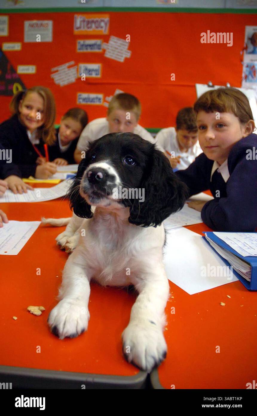 11 ottobre 2007 - Birmingham, West Midlands, Regno Unito - gli alunni delle scuole primarie seguono l'esempio di un cucciolo di un nuovo insegnante, poiché è stato introdotto un nuovo personaggio per aiutarli a imparare, sotto forma di cucciolo giocoso. Springer Spaniel Betty si siede a prendere lezioni alla Rough Hay Primary School, Darlaston, e invece di distrarre i bambini gli insegnanti dicono che li calma davvero. Affermano che ha insegnato ai giovani ad essere più premurosi e aiuta anche gli studenti autistici della scuola a comunicare meglio con gli insegnanti. L'idea innovativa è stata accolta con elogi da parte degli esperti di sviluppo infantile Foto Stock