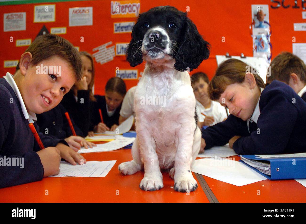 11 ottobre 2007 - Birmingham, West Midlands, Regno Unito - gli alunni delle scuole primarie seguono l'esempio di un cucciolo di un nuovo insegnante, poiché è stato introdotto un nuovo personaggio per aiutarli a imparare, sotto forma di cucciolo giocoso. Springer Spaniel Betty si siede a prendere lezioni alla Rough Hay Primary School, Darlaston, e invece di distrarre i bambini gli insegnanti dicono che li calma davvero. Affermano che ha insegnato ai giovani ad essere più premurosi e aiuta anche gli studenti autistici della scuola a comunicare meglio con gli insegnanti. L'idea innovativa è stata accolta con elogi da parte degli esperti di sviluppo infantile Foto Stock