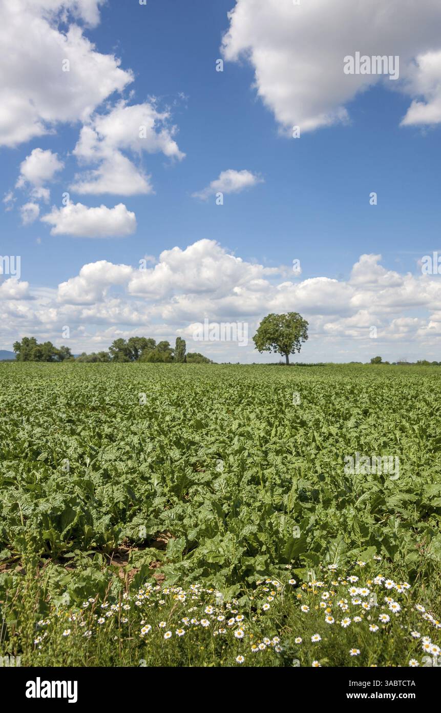 Ampio campo verde con coltivazione di barbabietole e singoli alberi sotto un cielo blu con nuvole bianche, Palatinato meridionale, Palatinato, Renania-Palatinato Foto Stock
