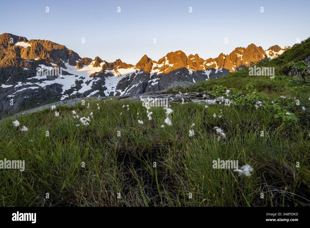 Cime rocciose, erba di cotone nella brughiera del Trollfjord Hytta, paesaggio montano con alpenglow all'alba, Trollfjord, Lofoten e Vesteral Foto Stock