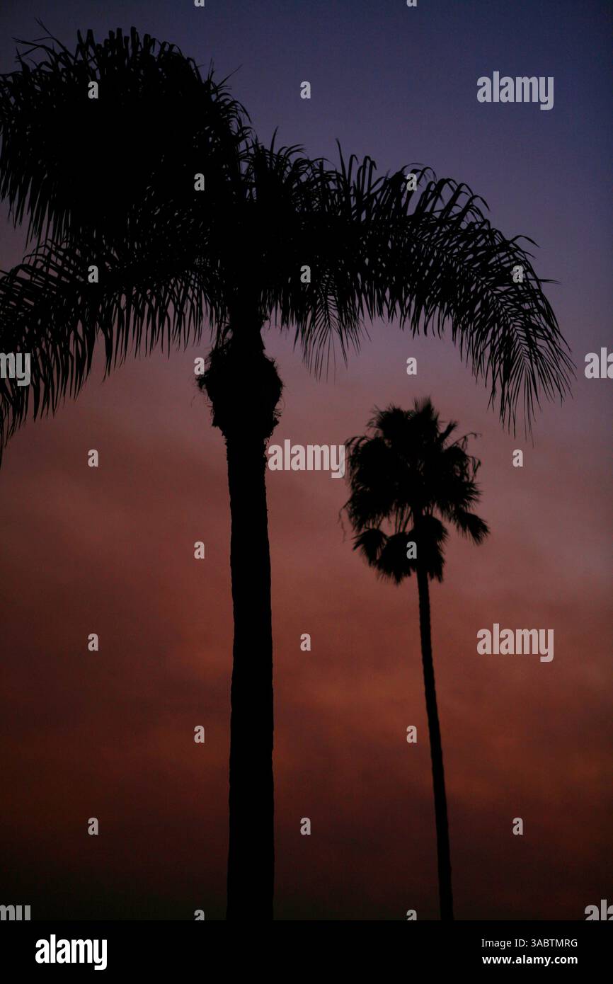 25 ottobre 2007 - Orange, CALIFORNIA, Stati Uniti - i cieli della contea di Orange sono coperti di fumo mentre i vigili del fuoco in tutta la California meridionale combattono le fiamme. Il più vicino, il Santiago Fire, a pochi chilometri di distanza, è contenuto al 30% secondo il California Department of Forestry and Fire Protection. I funzionari confermano giovedì mattina che l'incendio di Santiago è stato intenzionalmente avviato da un piromane in due posti lungo una stradina poco trafficata. NELLA FOTO: Poco prima del tramonto, il cielo risplende di arancia dietro le palme in arancione con fumo che aleggia dopo che i venti sono morti il 24 ottobre 2007 Foto Stock
