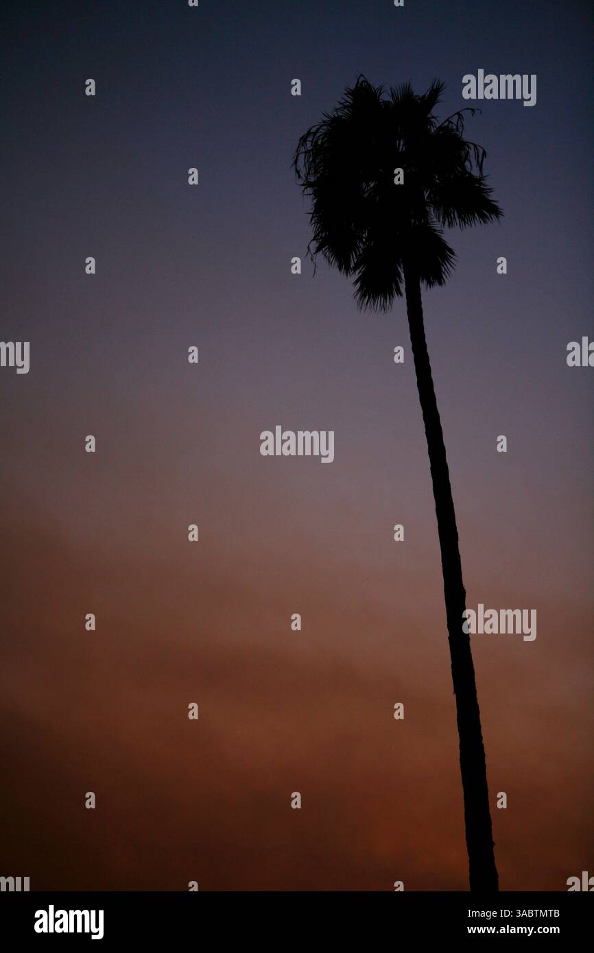 25 ottobre 2007 - Orange, CALIFORNIA, Stati Uniti - i cieli della contea di Orange sono coperti di fumo mentre i vigili del fuoco in tutta la California meridionale combattono le fiamme. Il più vicino, il Santiago Fire, a pochi chilometri di distanza, è contenuto al 30% secondo il California Department of Forestry and Fire Protection. I funzionari confermano giovedì mattina che l'incendio di Santiago è stato intenzionalmente avviato da un piromane in due posti lungo una stradina poco trafficata. NELLA FOTO: Poco prima del tramonto, il cielo risplende di arancione dietro una palma in arancione con fumo che oscilla dopo che i venti sono morti il 24 ottobre 200 Foto Stock