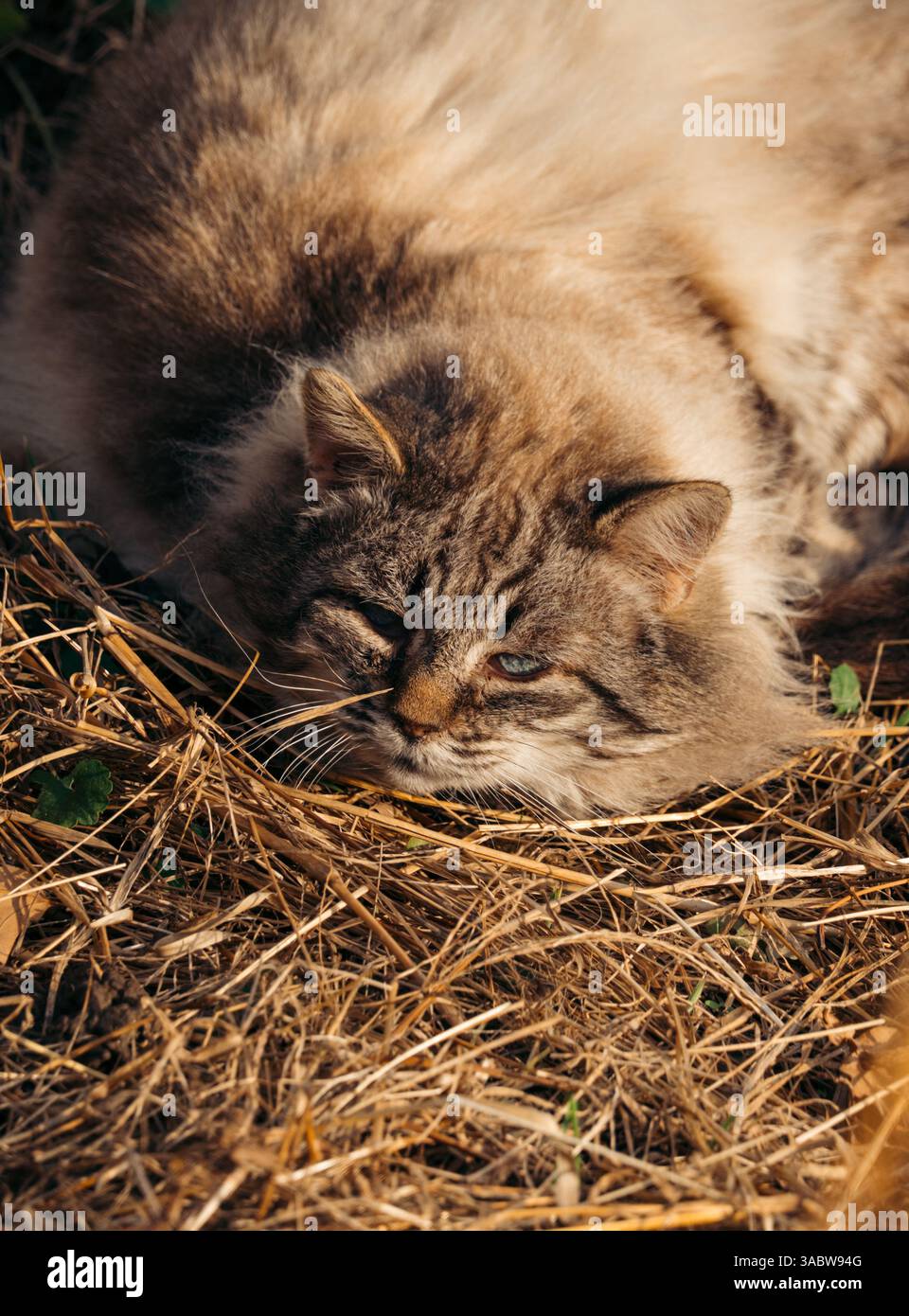 Soffice gatto di tabby che riposa sull'erba asciutta all'aperto, godendo il calore del sole. Ambiente accogliente e rilassato in un ambiente naturale. Foto Stock