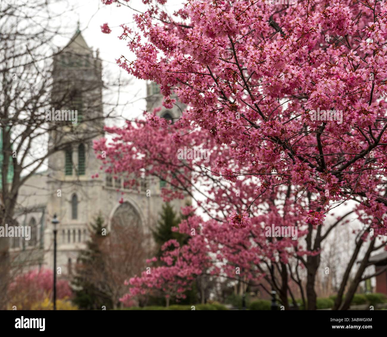 Newark, New Jersey - Stati Uniti - 30 marzo 2025 i ciliegi fioriscono in piena fioritura, la basilica cattedrale del Sacro cuore, che fonde vivaci sfumature rosa con il grande G Foto Stock