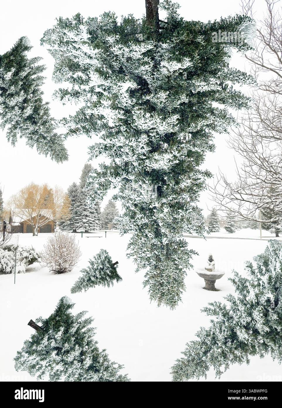 L'albero di Natale invernale mostra tutte le dimensioni di alberi che cadono dal cielo in un'immagine composita di neve e pini in un parco. Foto Stock
