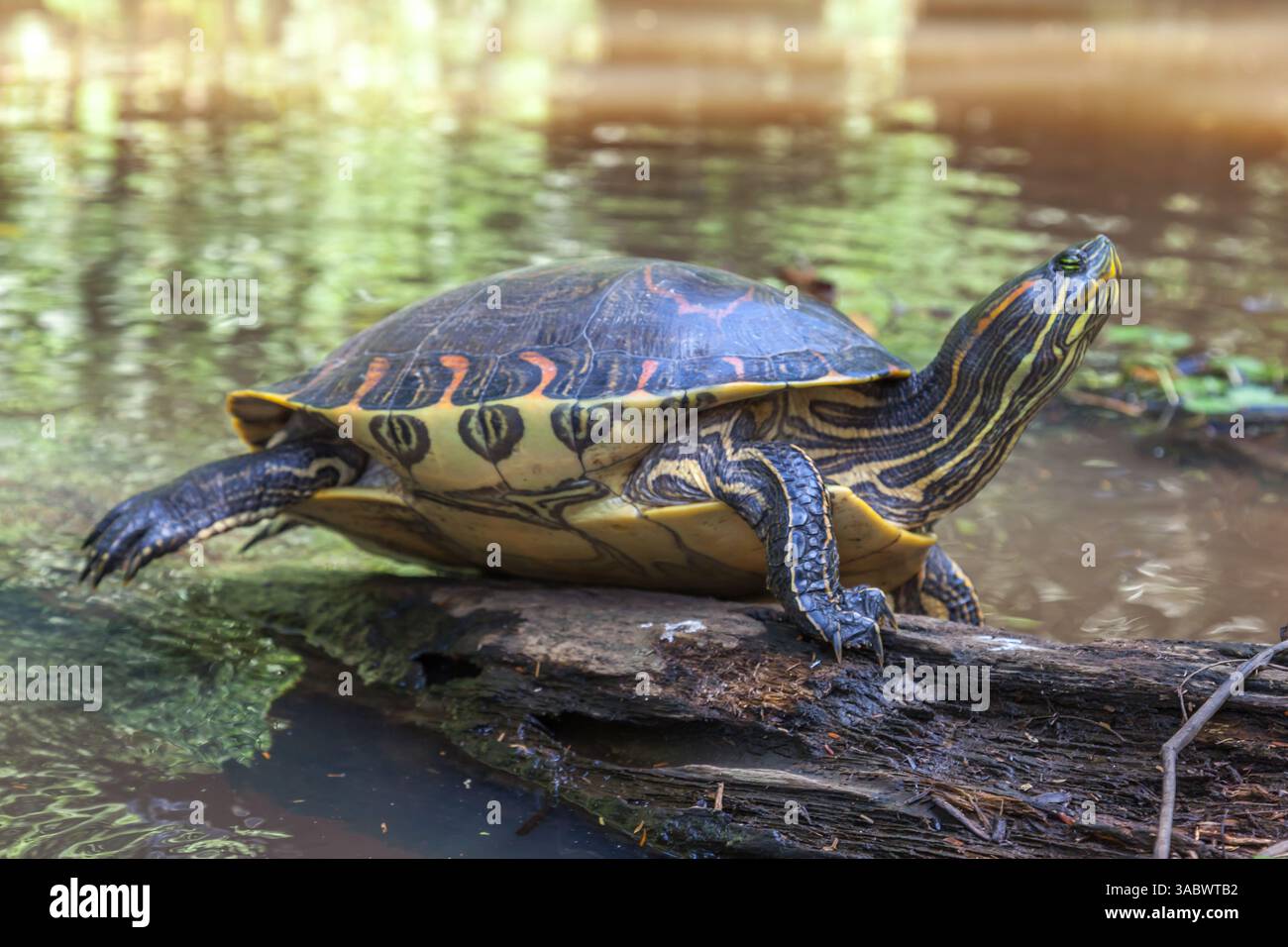 Una tartaruga di scorrimento panciuta gialla (Trachemys scripta scripta) che dorme su un tronco nel canale naturale della foresta pluviale del Parco Nazionale di Tortuguero in Costa Rica Foto Stock