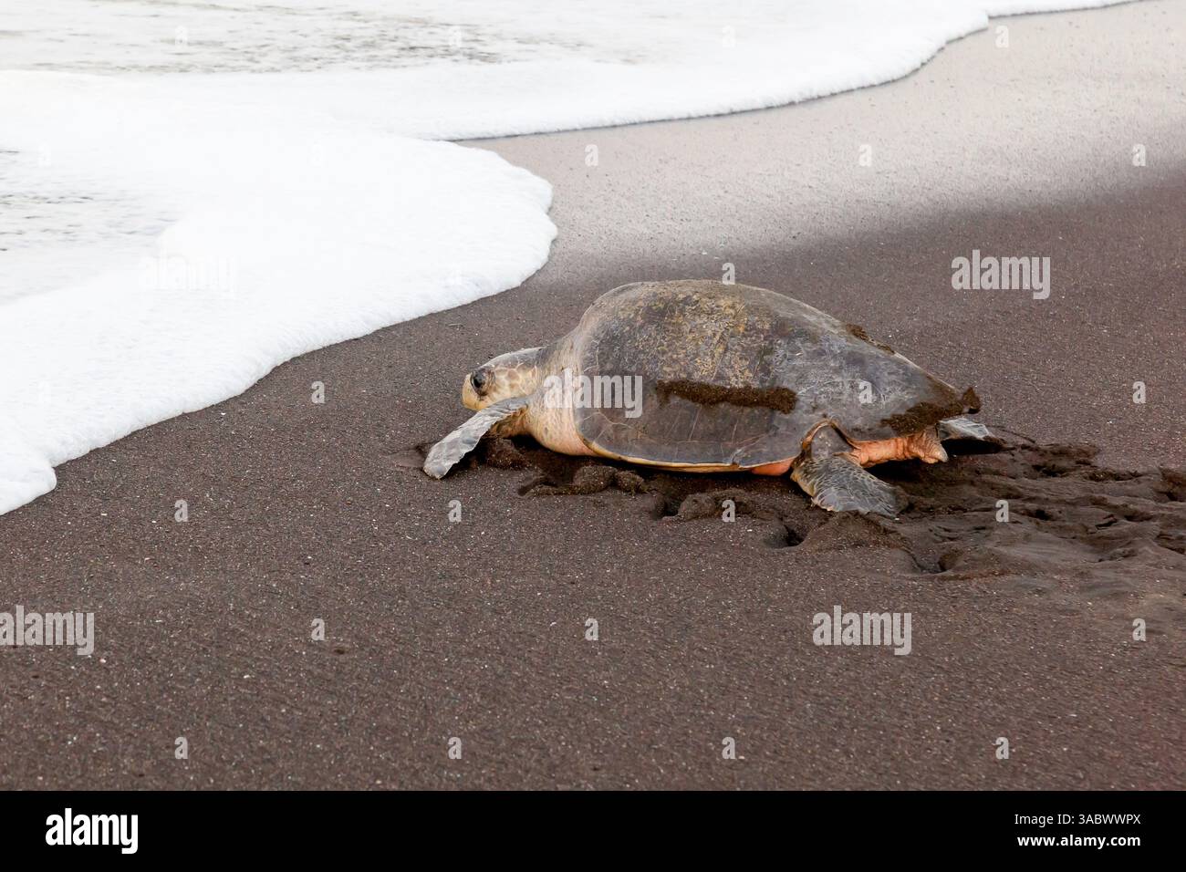 Una tartaruga marina di ridley (Lepidochelys olivacea) che ritorna in mare dopo aver deposto le uova sulla spiaggia la mattina in Costa Rica Foto Stock