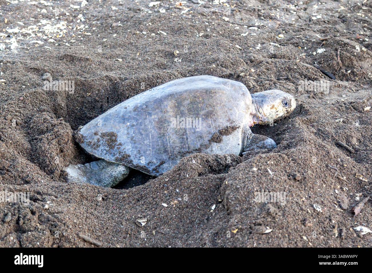 Una tartaruga marina Lepidochelys olivacea (Olive ridley) che scavava una camera d'uovo per deporre le uova all'Ostional Wildlife Refuge in Costa Rica Foto Stock