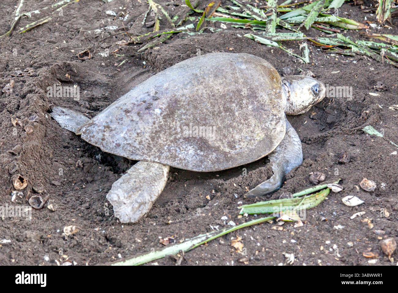 Una tartaruga marina Lepidochelys olivacea (Olive ridley) che scavava una camera d'uovo per deporre le uova all'Ostional Wildlife Refuge in Costa Rica Foto Stock