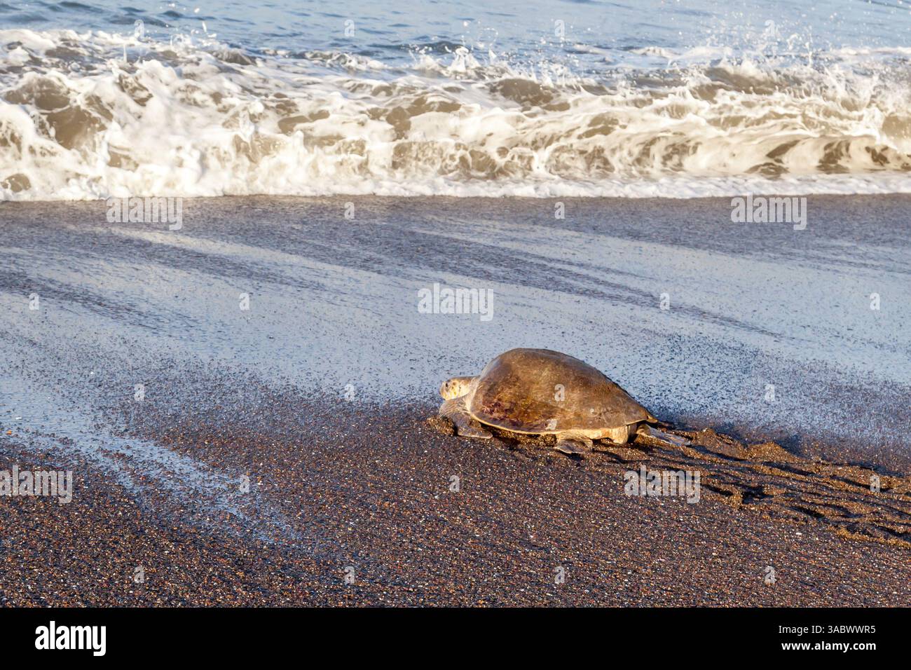 Una tartaruga marina di ridley (Lepidochelys olivacea) che ritorna in mare dopo aver deposto le uova sulla spiaggia la mattina in Costa Rica Foto Stock