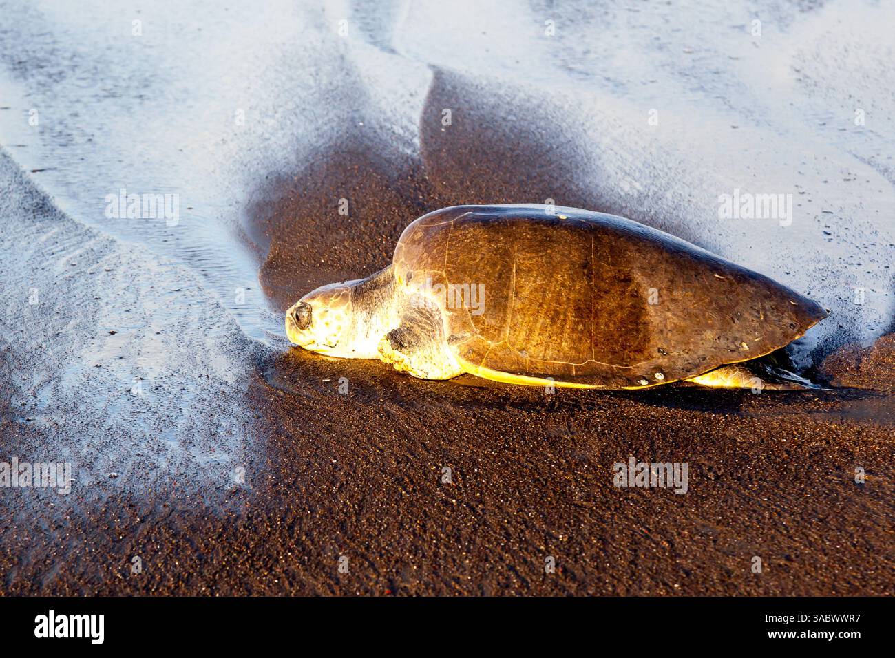 Una tartaruga marina di ridley (Lepidochelys olivacea) che ritorna in mare dopo aver deposto le uova sulla spiaggia la mattina in Costa Rica Foto Stock