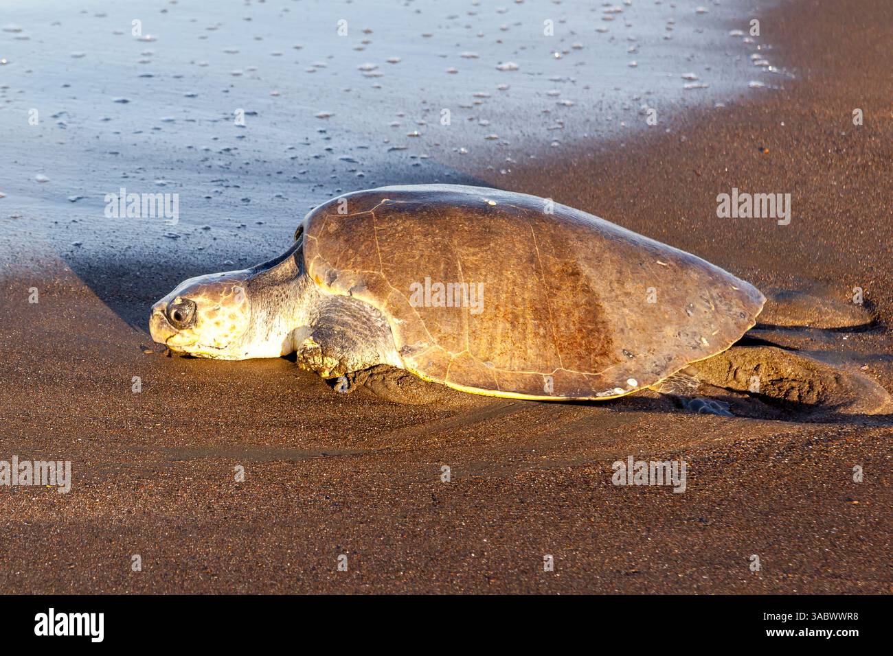 Una tartaruga marina di ridley (Lepidochelys olivacea) che ritorna in mare dopo aver deposto le uova sulla spiaggia la mattina in Costa Rica Foto Stock
