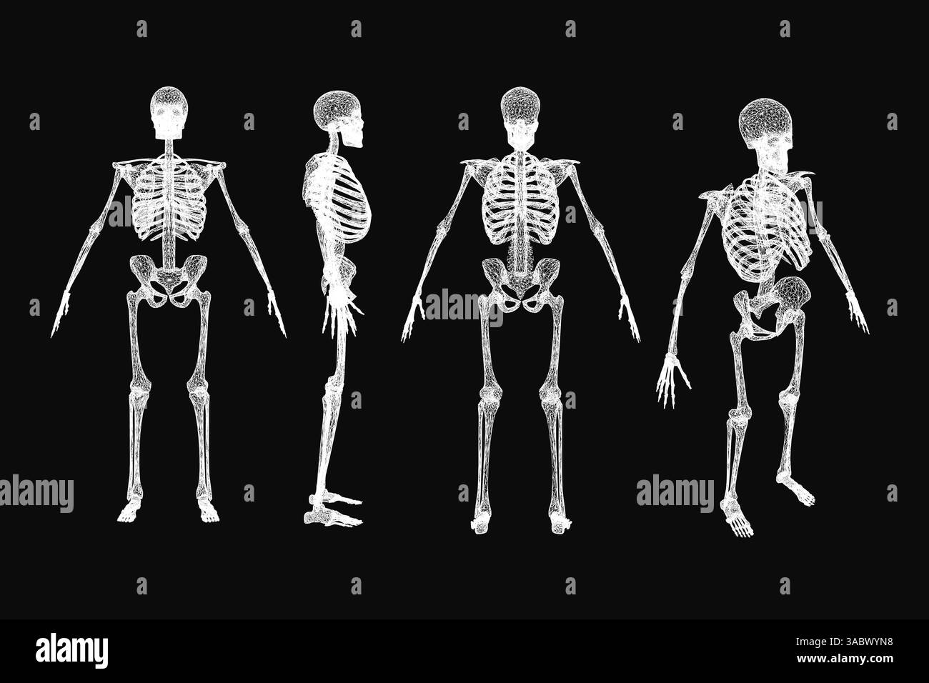 Quattro scheletri sono mostrati in fila, ciascuno con una posa diversa. Gli scheletri sono tutti bianchi e sembrano essere in un museo o in una mostra d'arte. La scena è inquietante Illustrazione Vettoriale