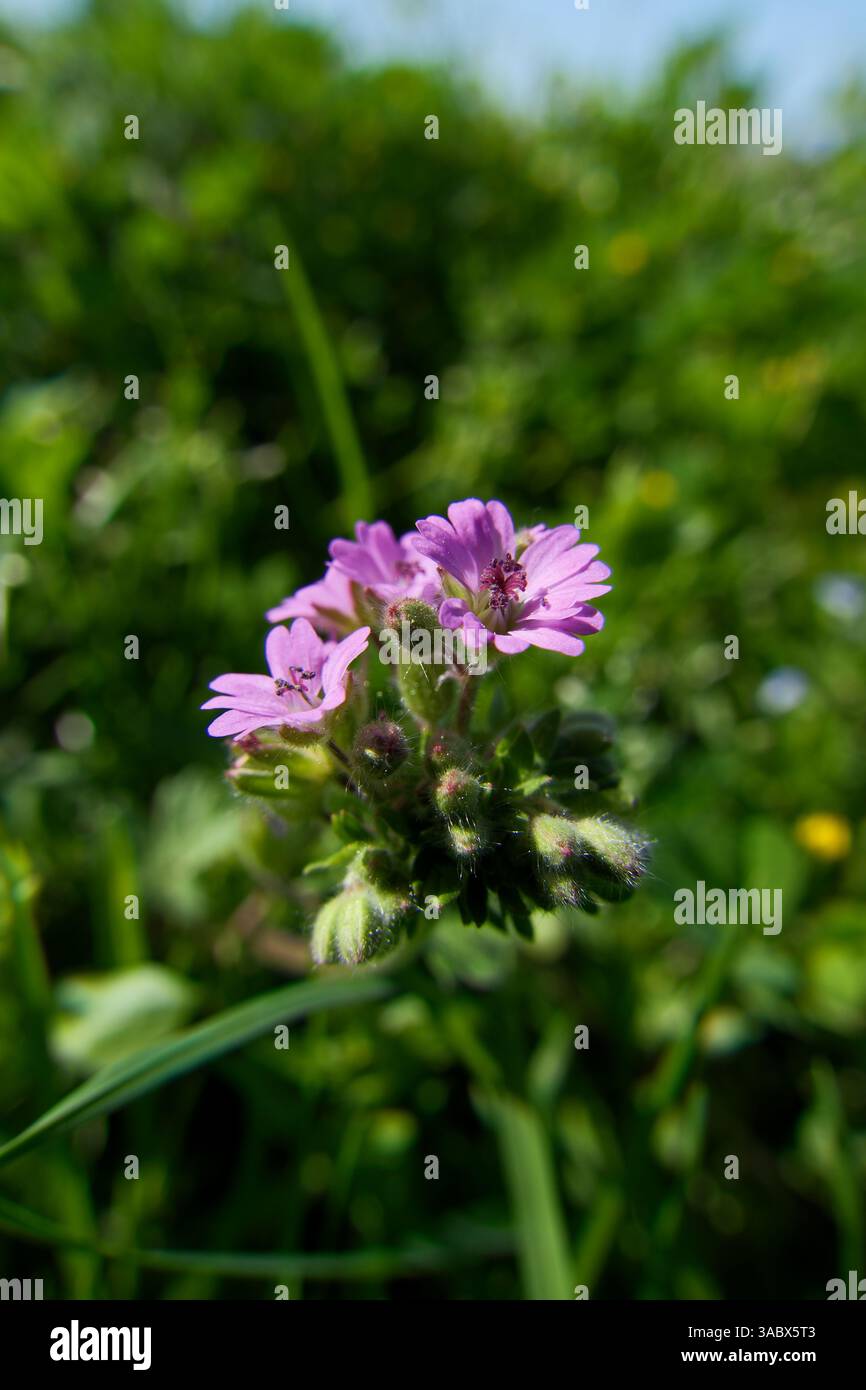 Fiore di geranio pratense nel prato in una giornata di sole. Fiore viola nel prato su uno sfondo di erba verde Foto Stock