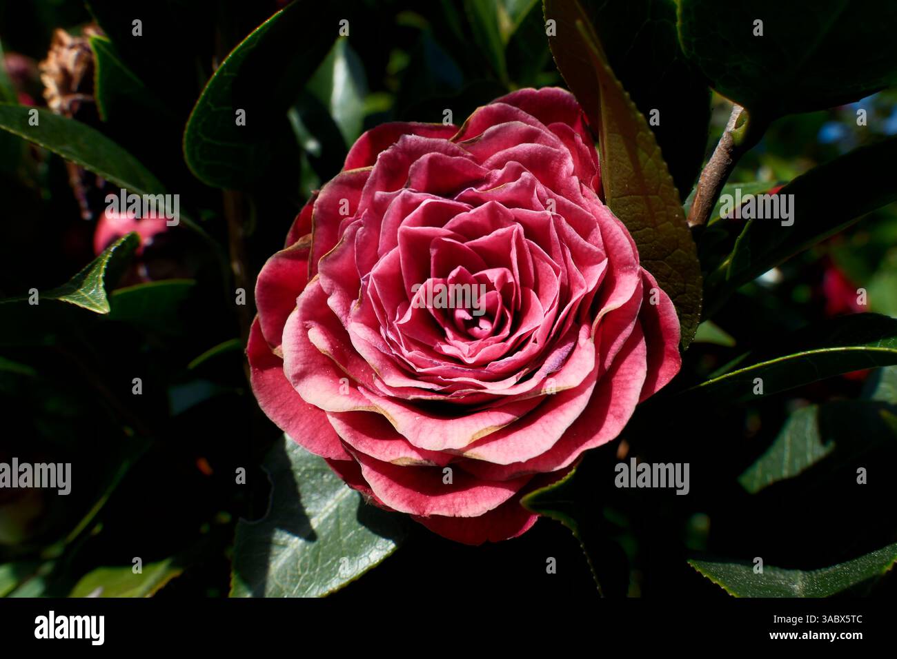 Primo piano di una splendida Camellia japonica in fiore, nota anche come camelia comune Foto Stock