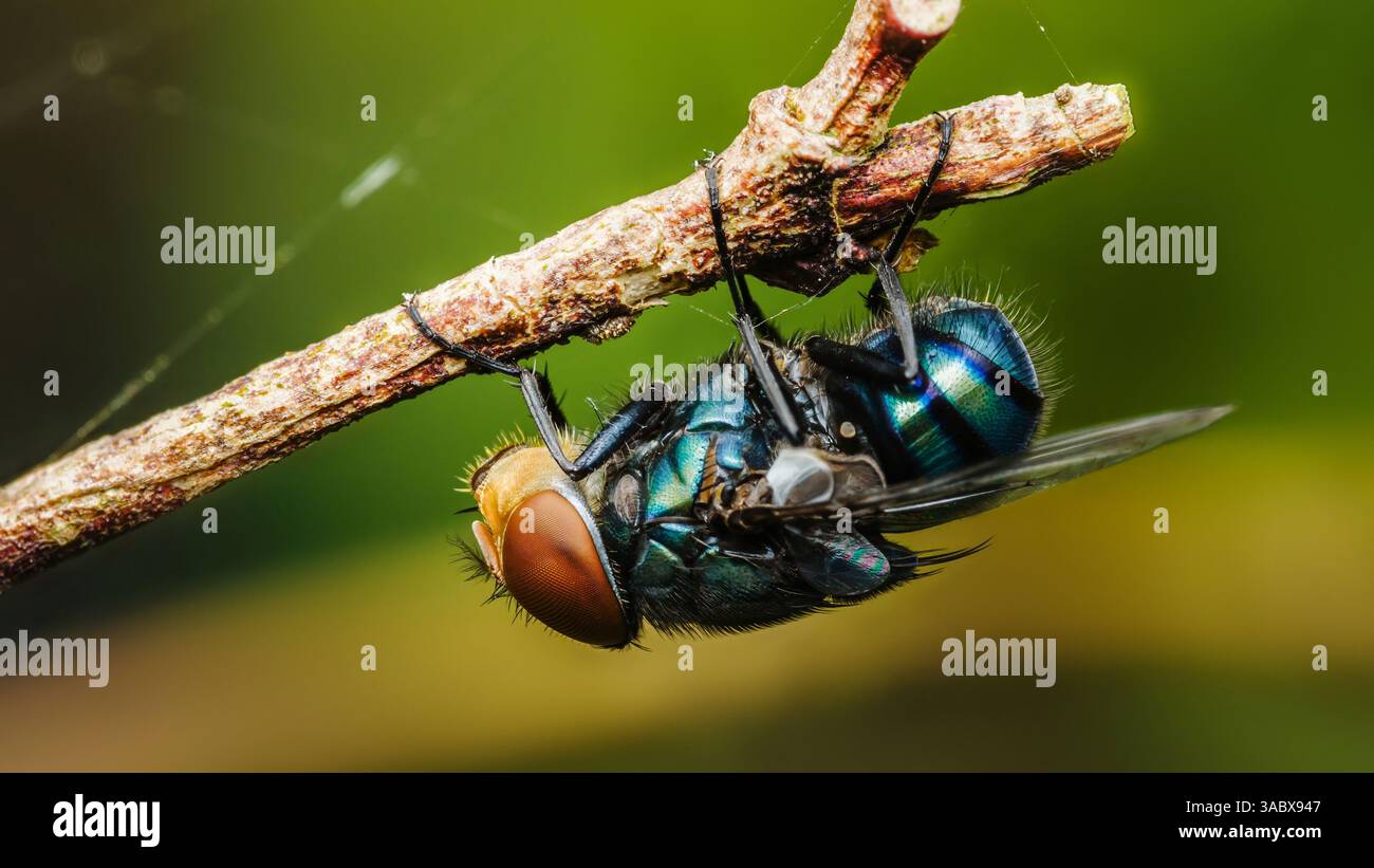 Primo piano di una bluebottle volata appesa a testa in giù da un ramoscello, mostrando il suo corpo blu-verde, la testa arancione e le delicate ali contro un blu Foto Stock