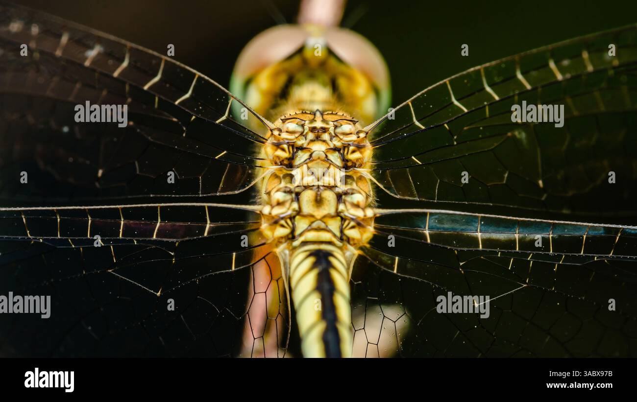 Primo piano di una macro-fotografia di una libellula che mostra intricati motivi alari e dettagli del corpo, evidenziando la bellezza e la complessità della natura desi Foto Stock