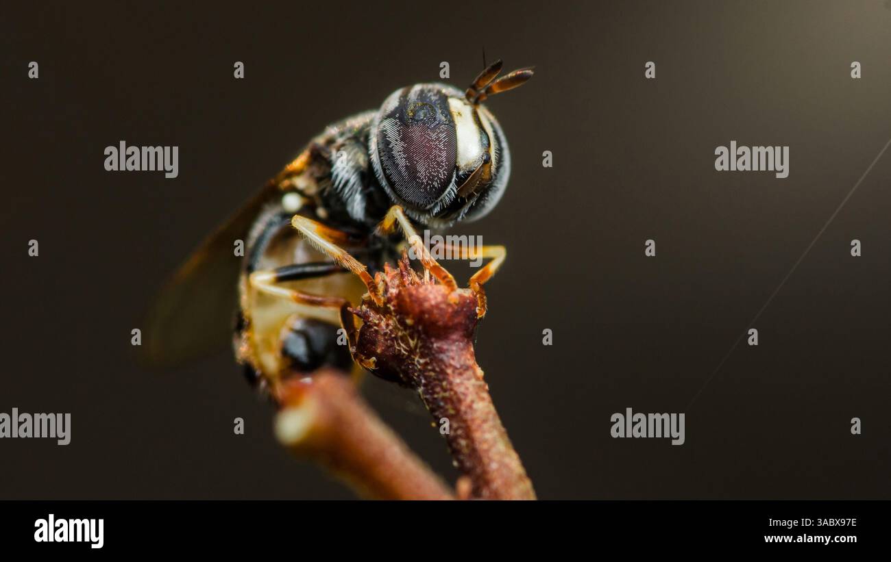 Primo piano di un hoverfly appoggiato su un ramo, che mostra i suoi dettagli intricati e gli occhi composti su uno sfondo morbido e sfocato, catturando la bellezza Foto Stock