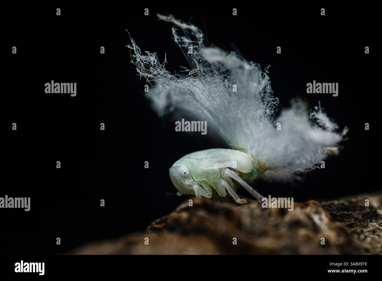 Primo piano di una ninfa flatide planthopper, che mostra i suoi caratteristici filamenti cerosi, creando un aspetto unico e delicato mentre si appoggia su un ramo A. Foto Stock