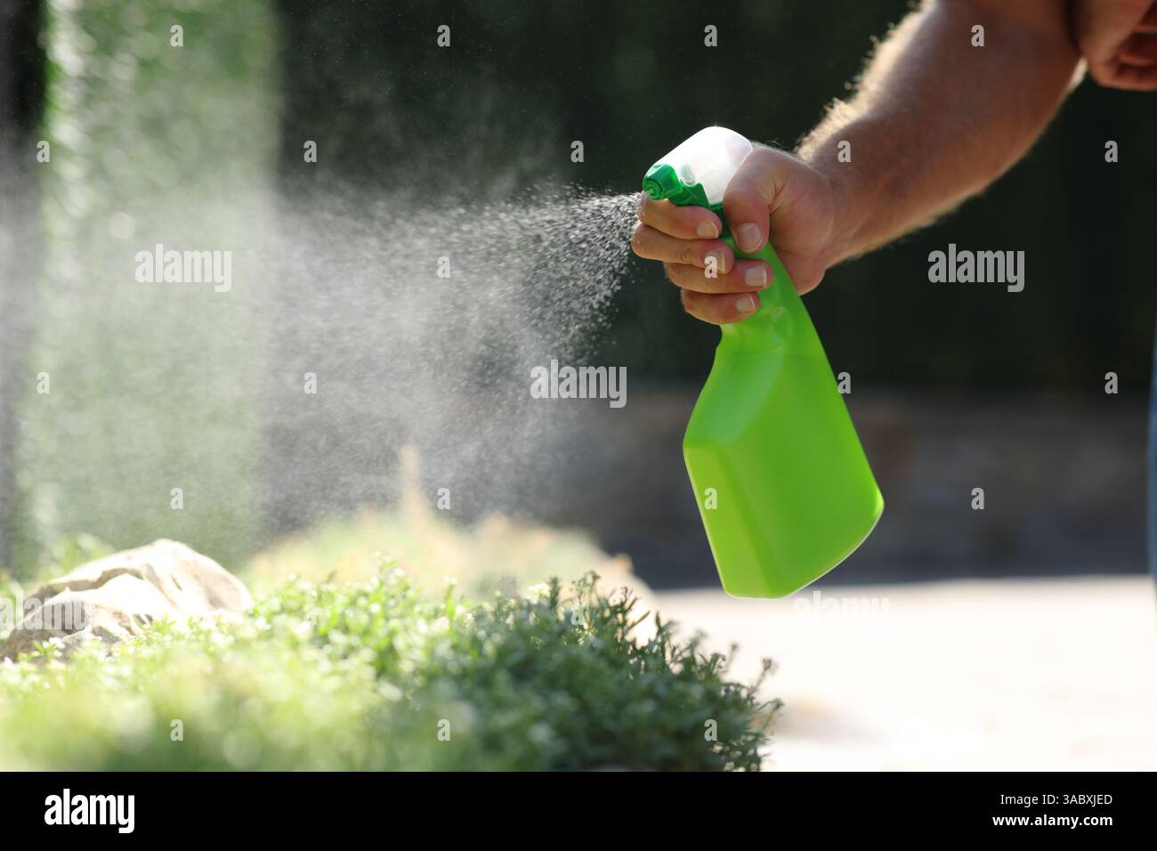 Primo piano ritratto di un uomo che sputa insetticida sulle piante di un giardino Foto Stock