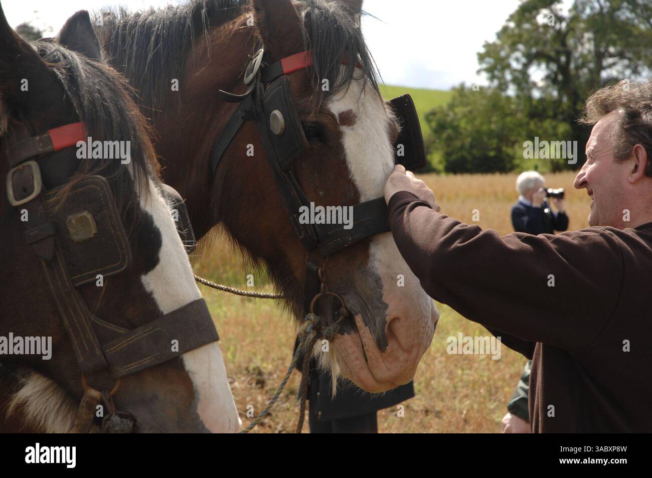 12 agosto 2007 - Moynalty, Kells, County Meath, Irlanda - nella foto dell'Annual Moynalty Steam Threshing Festival è un appassionato che accarezza alcuni dei cavalli da aratura in mostra. Celebrazione dei giorni passati, della potenza dei cavalli e del vapore, delle auto d'epoca, dei trattori, delle macchine trainate da cavalli, dei motori a olio, bancarelle commerciali, artigianato, fiera del divertimento, spettacoli collaterali, musica e balli. Il paese che vive in anni passati è presentato in modo unico e riproposto in una serie di dimostrazioni e mostre. (Immagine di credito: © Barry Cronin/ZUMA Press) Foto Stock