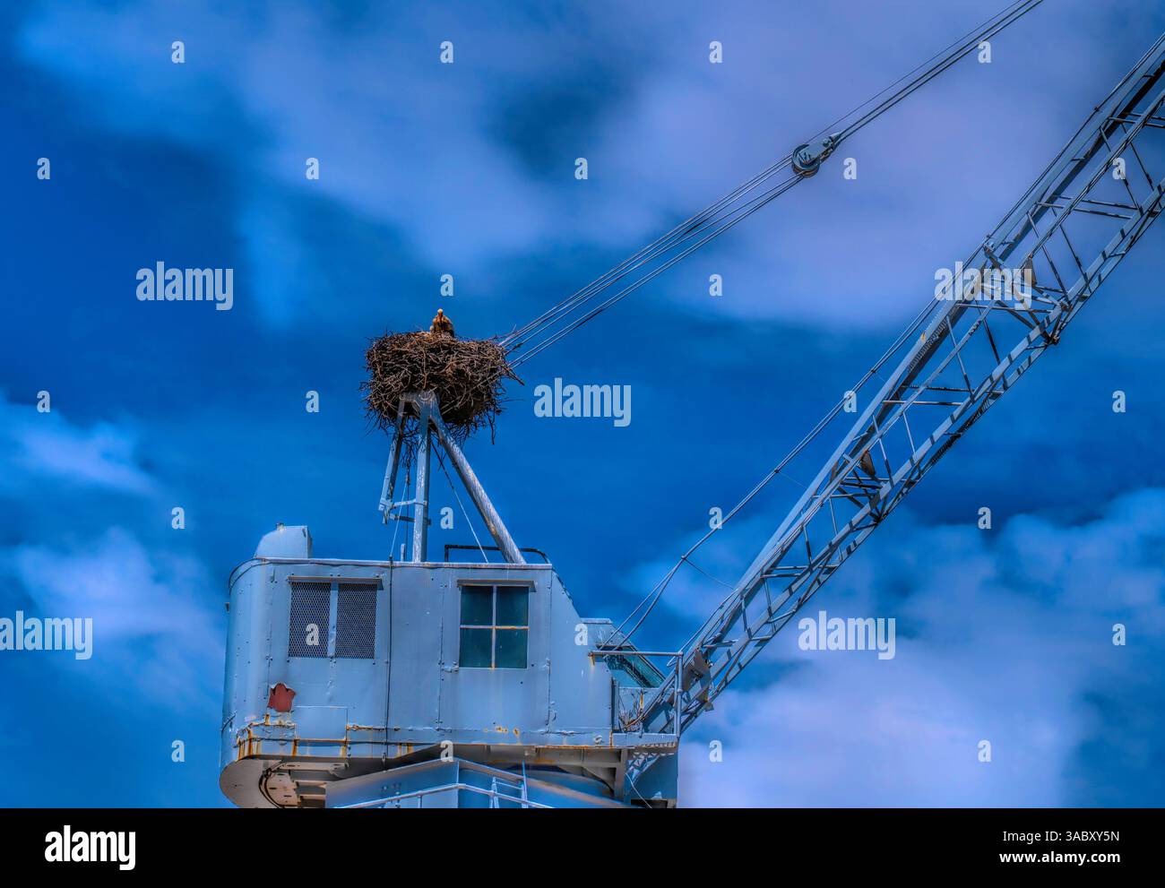 Nido di cicogna sulla cima di un uccello protetto da gru nel cielo blu di Portimao Portogallo Foto Stock