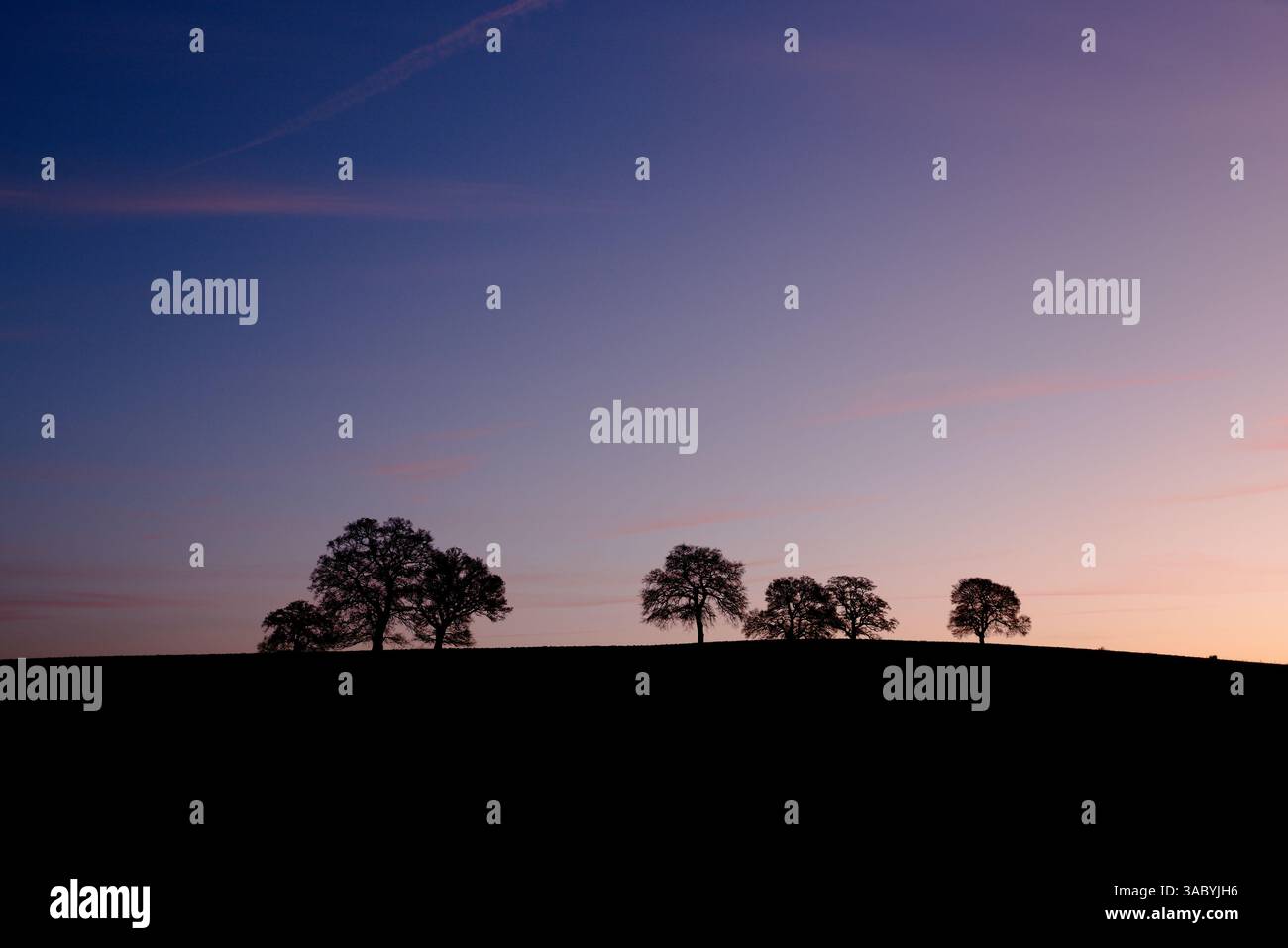 Gli alberi di quercia si stagliano contro il cielo in una mattina croccante a marzo Foto Stock
