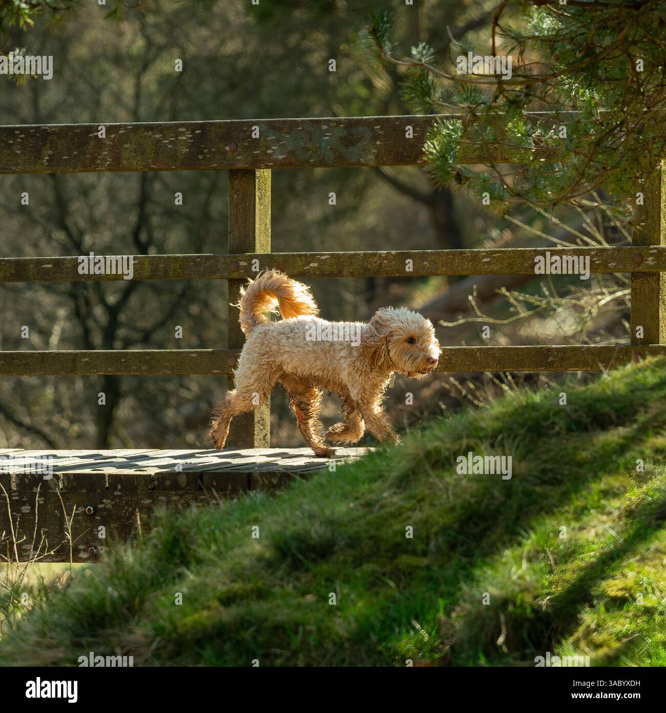 Cane biondo cockapoo che cammina attraverso una passerella in legno all'Ogden Country Park in una giornata di sole. Foto Stock