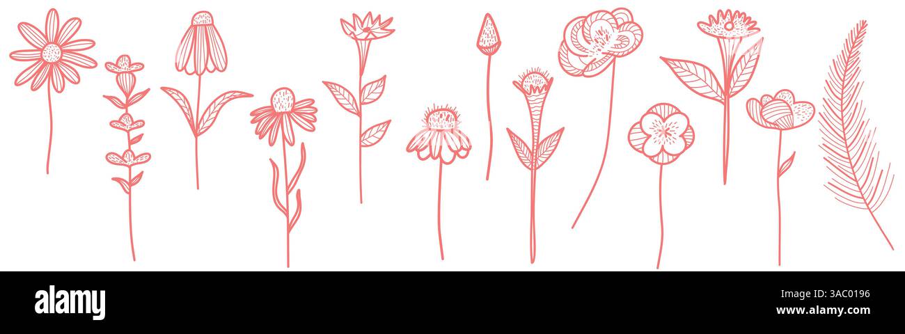 Illustrazioni floreali disegnate a mano con diverse varietà di piante e fiori Illustrazione Vettoriale