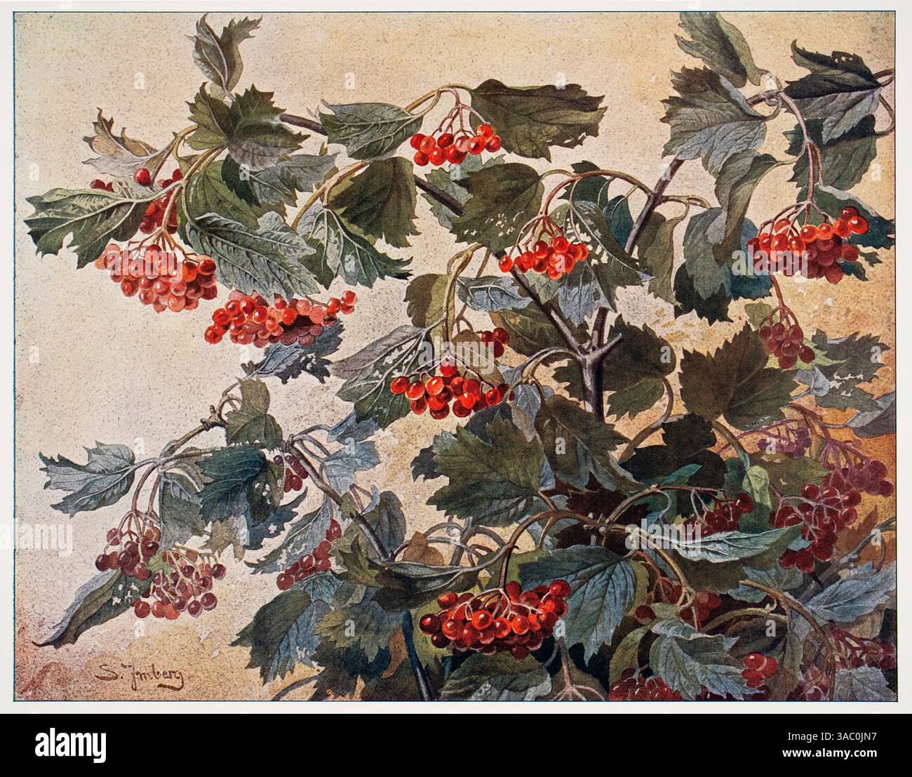 Schneeballzweig mit beeren, ramo di palla di neve con bacche rosse di S Imberg del Decorative Vorbilder XVII, 1906 Foto Stock Schneeballzweig mit beeren, ramo di palla di neve con bacche rosse di S Imberg del Decorative Vorbilder XVII, 1906 Foto Stock