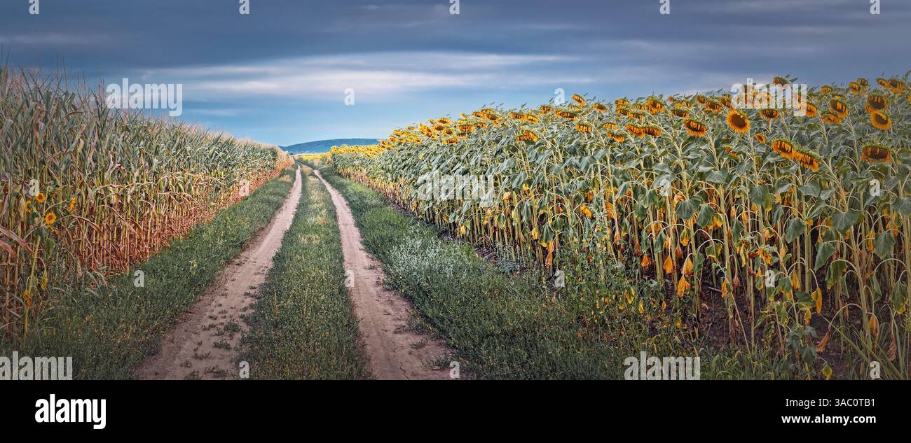 Strada di campagna che attraversa campi di girasole e mais. Vista panoramica sulla raccolta dell'agricoltura autunnale - Immagine stock catturata con smartphone