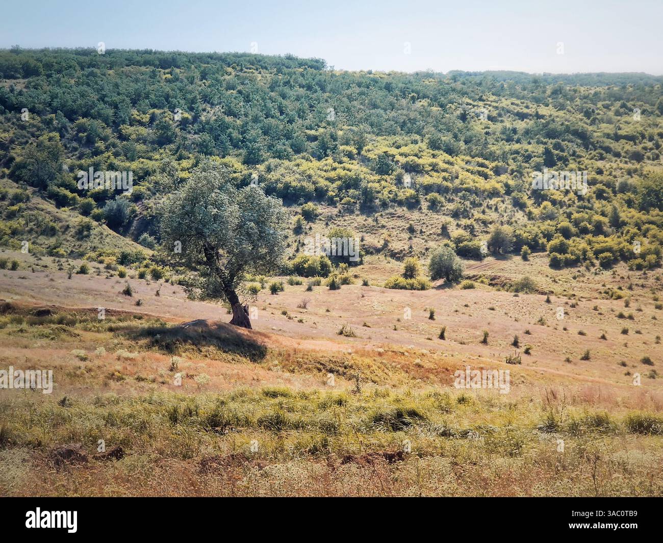Scenario estivo naturale con un solo albero nella valle e vista sulla foresta sullo sfondo - Immagine stock catturata con smartphone