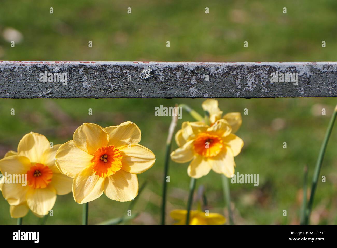 Primo piano di tre narcisi al castello di Wentworth a Barnsley, South Yorkshire, Inghilterra. Foto Stock